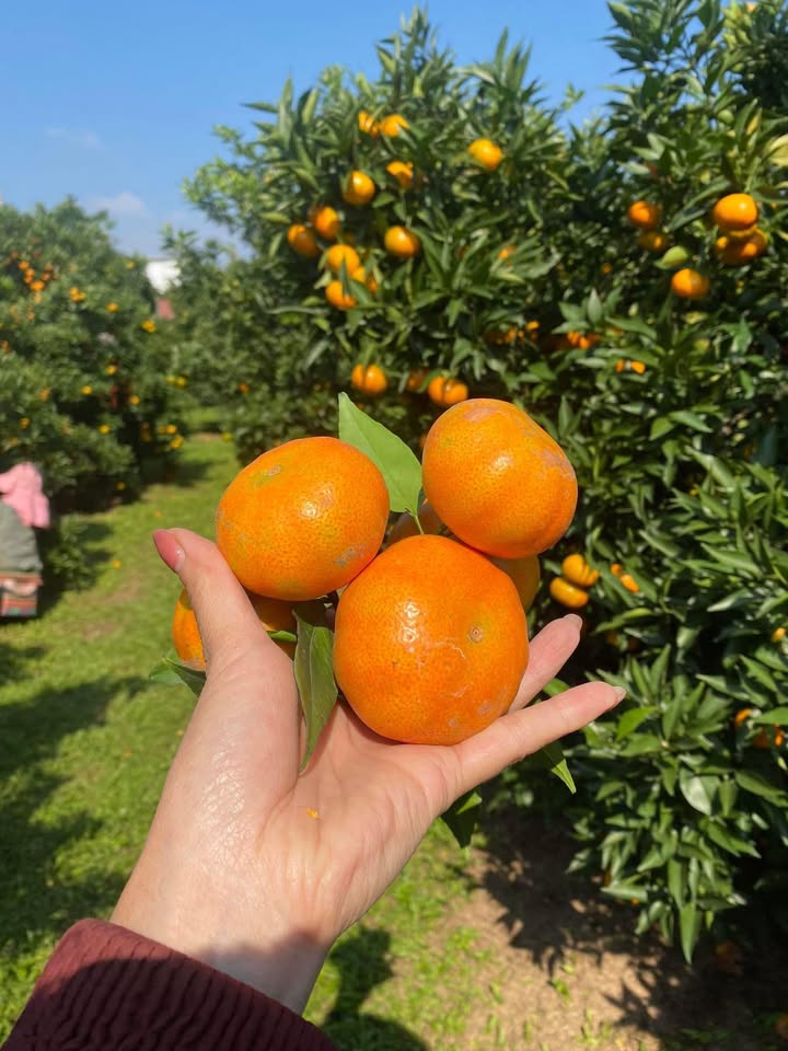 Đất vườn Phường Thảo Nguyên 6000m² giá 4 tỷ - Cơ hội đầu tư tuyệt vời!