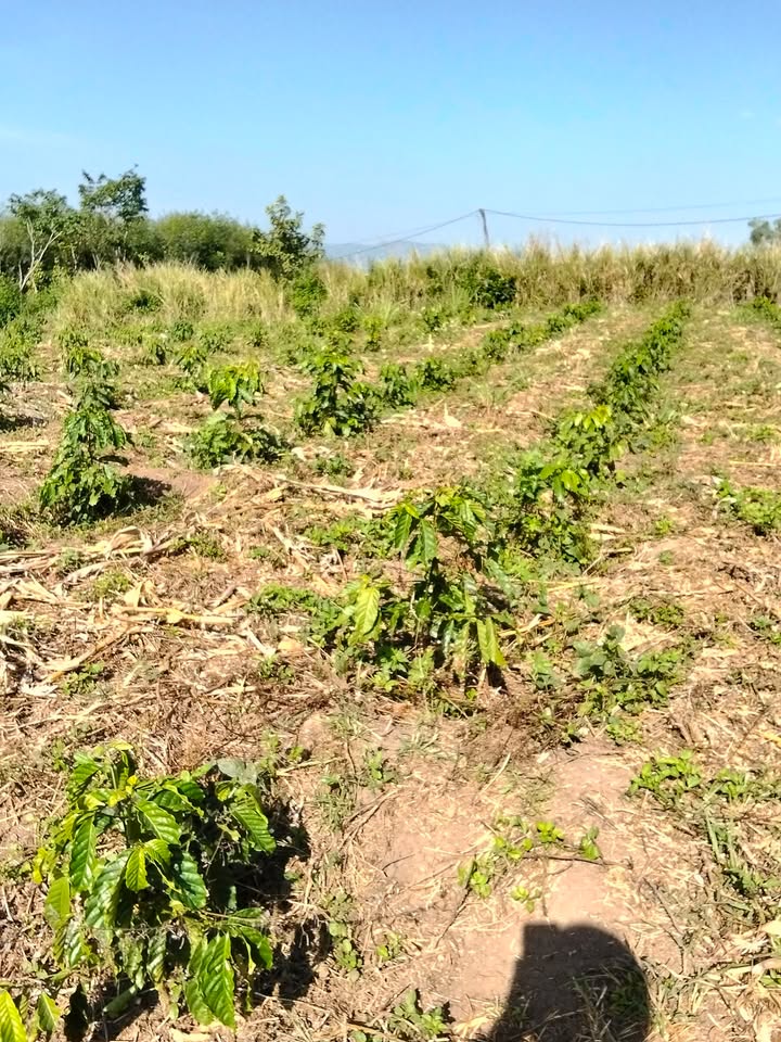 Đất thổ cư 1ha tại Thôn Tận Lập, Đan Phượng, Lâm Hà, 6.48 tỷ - Sổ đỏ chính chủ!