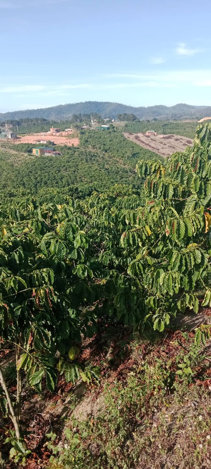 Đất nông nghiệp 7.200m² tại Xã Phúc Thọ, Huyện Lâm Hà, giá 2.3 tỷ - Sổ sách đầy đủ!