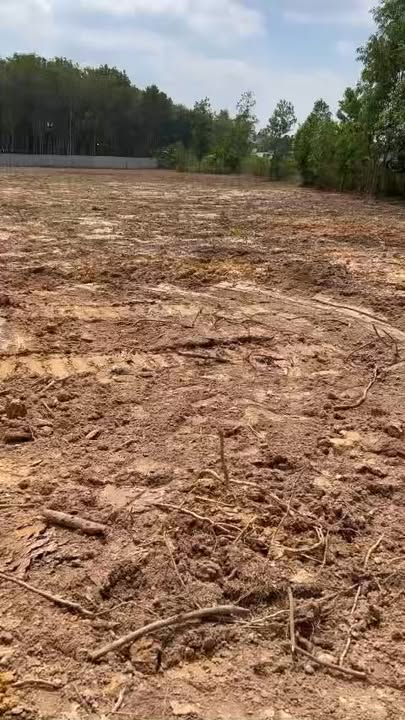 Đất trồng cây lâu năm An Nhơn Tây Củ Chi 9000m² giá 12 tỷ - Cơ hội đầu tư tuyệt vời!