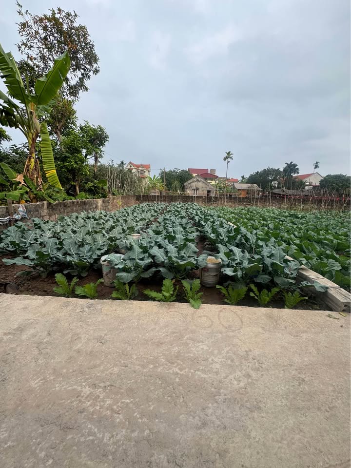 Đất nền Thường Tín 40m² giá 2.45 tỷ - Sổ hồng chính chủ, ô tô đỗ cửa!