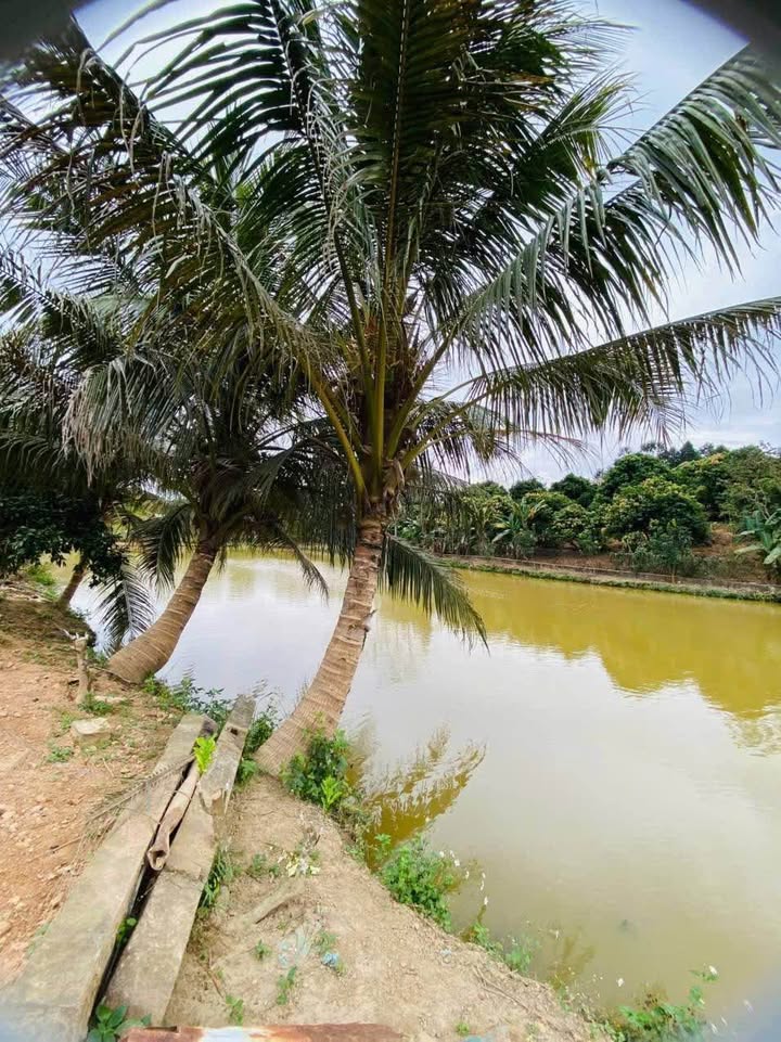 Trang trại rộng 11.000m² tại thôn Múc, xã Bảo Thắng - Giá 8,5 tỷ VND, thương lượng!