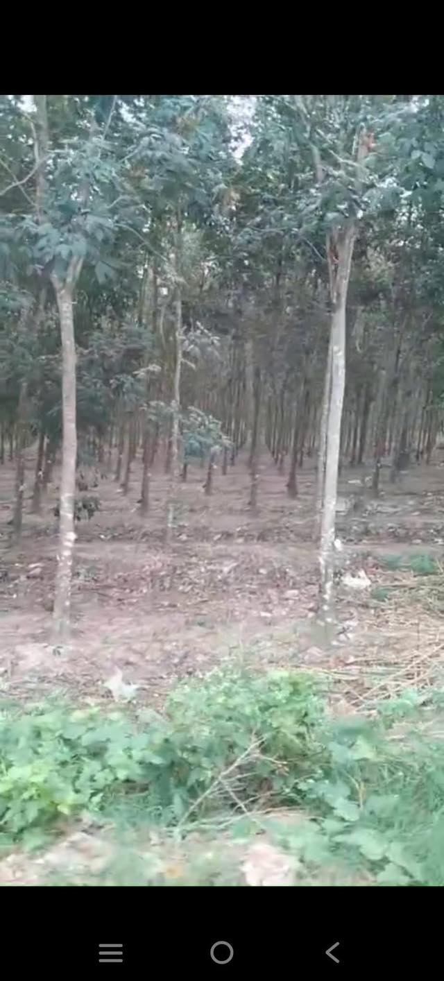 Đất Farm 2ha mặt tiền đường lớn 793, Thạnh Bình, Tân Biên - Giá chỉ 5 tỷ TL