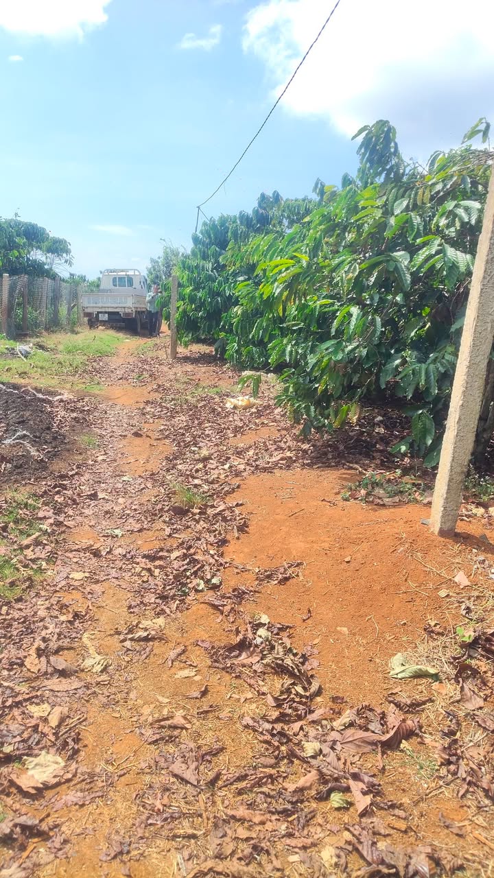 Đất Farm tại xã Hoài Đức, Lâm Hà 12.000m² giá 5.5 tỷ - Cơ hội vàng cho nhà đầu tư!