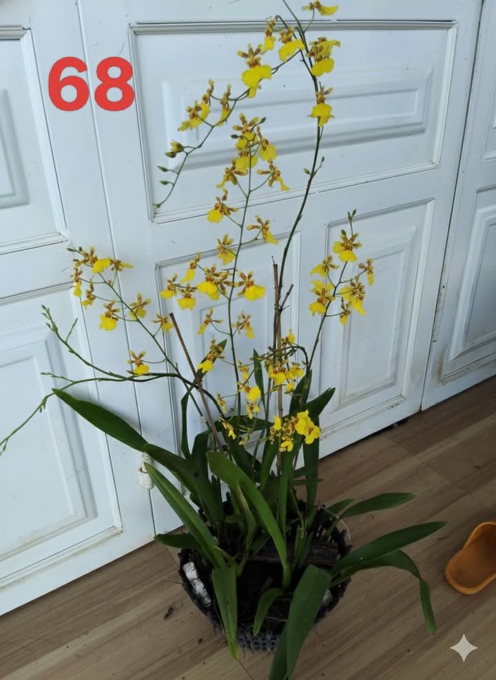 Đất nền tại Quảng Đức, Đinh Văn, Lâm Hà 300m² giá 1,5 tỷ - Đầu tư sinh lời ngay!