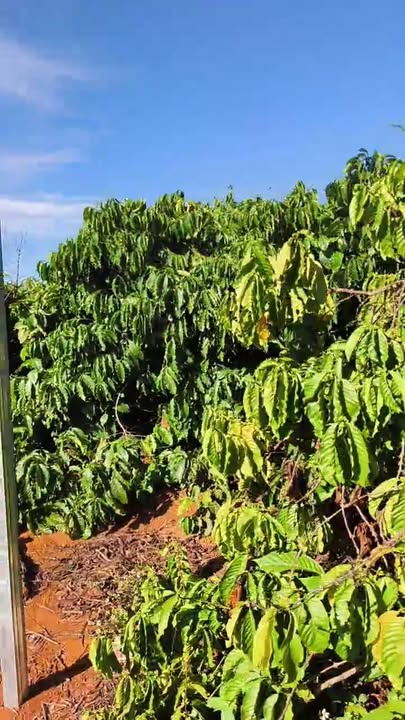 Đất nông nghiệp 2ha2 thôn 9 Đắk Búk So - Giá tốt 5 tỷ - Đường nhựa rộng rãi!