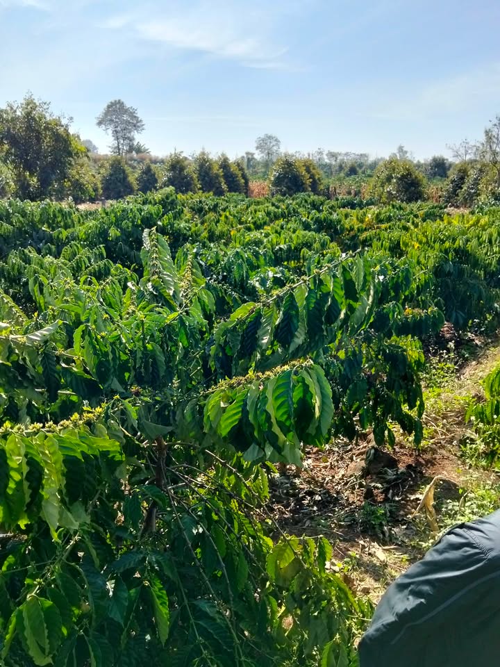 Đất Farm 3000m² Đắk Wil Cư Jút 1.6 tỷ - Sổ hồng sẵn, giá tốt!