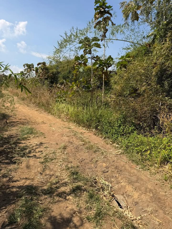 Đất nông nghiệp xã Ea Tir, huyện Ea H'leo, 2ha giá 600 triệu - Tiềm năng phát triển lớn!