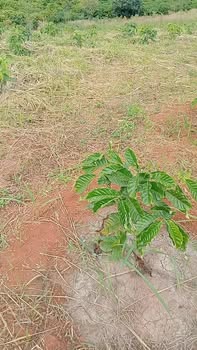 Đất nền Quảng Sơn 1800m² giá 1 tỷ - Thương lượng nhẹ!