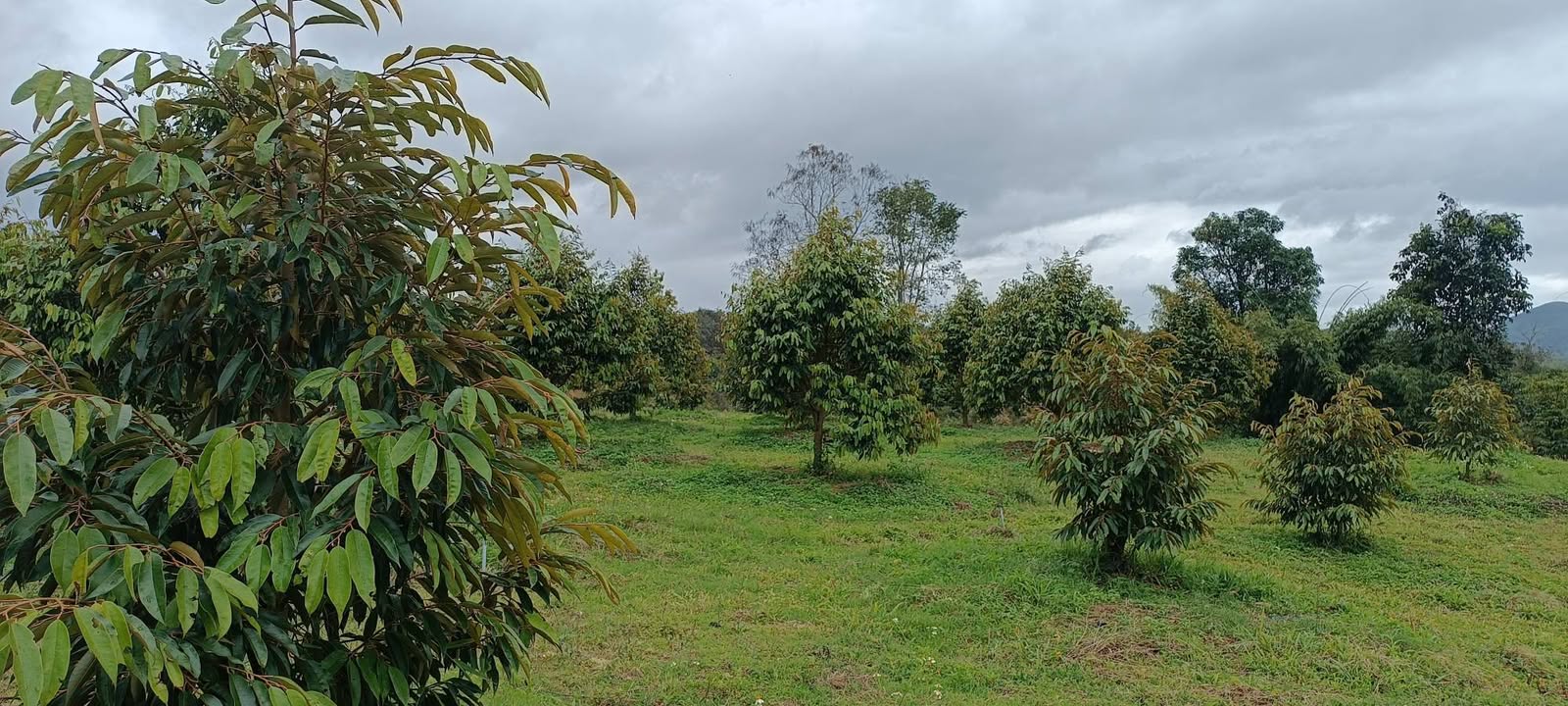 Farm sầu riêng Cư Elang 20.000m² - Chính chủ cần bán gấp!