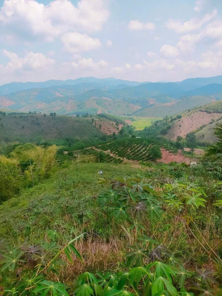 Đất nông nghiệp 1ha tại Ngọc Réo, Đắk Hà - Pháp lý rõ ràng, giá tốt!