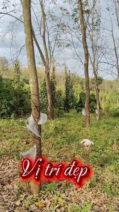 Đất farm Gia Lai 3.8ha giá 4.5 tỷ - Đầu tư sinh lời nhanh chóng!