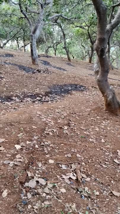 Đất nền Phước Sơn, 60.000m² - Cơ hội đầu tư tuyệt vời!