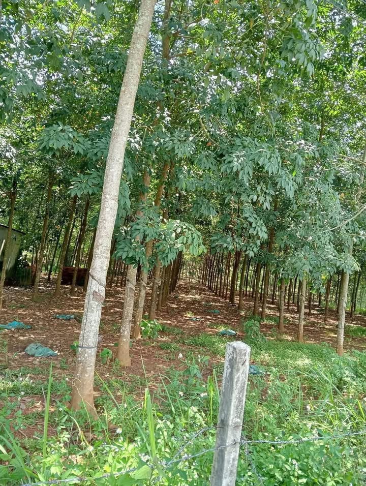 Đất thổ cư 10000m² tại Ấp 3, Xã Thanh Hòa, Huyện Bù Đốp - Giá chỉ 1.5 tỷ!