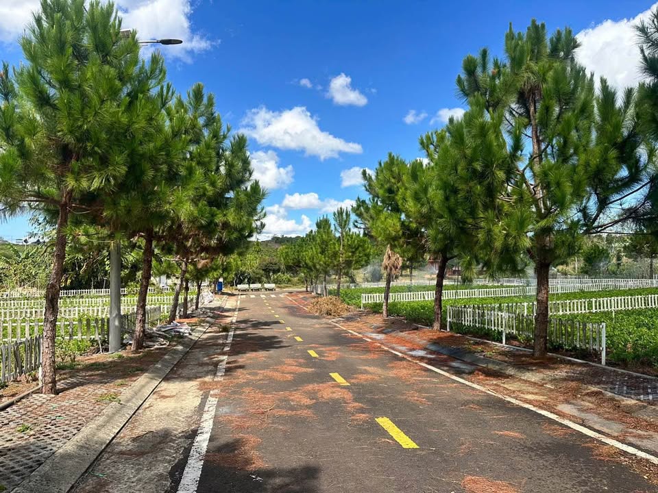 Đất nền Hẻm Tôn Đản Dambri, Bảo Lộc 242m² giá 900 triệu - Cơ hội đầu tư tốt!