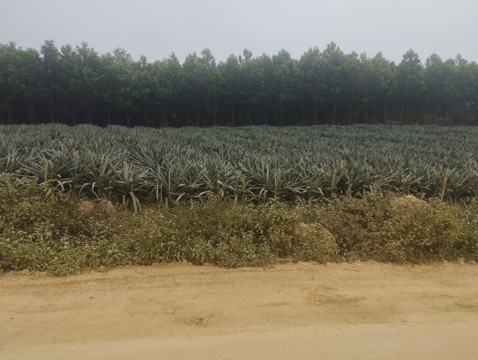 Đất trồng cây lâu năm 2200m² tại Phú Long, Nho Quan - Giá chỉ 2 tỷ