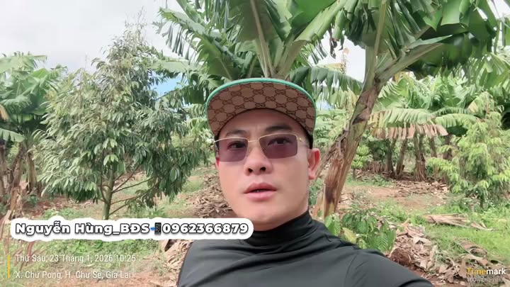 Farm 1.3ha tại Thị trấn Chư Prông, Gia Lai - Đất đỏ bazan màu mỡ, giá thỏa thuận!