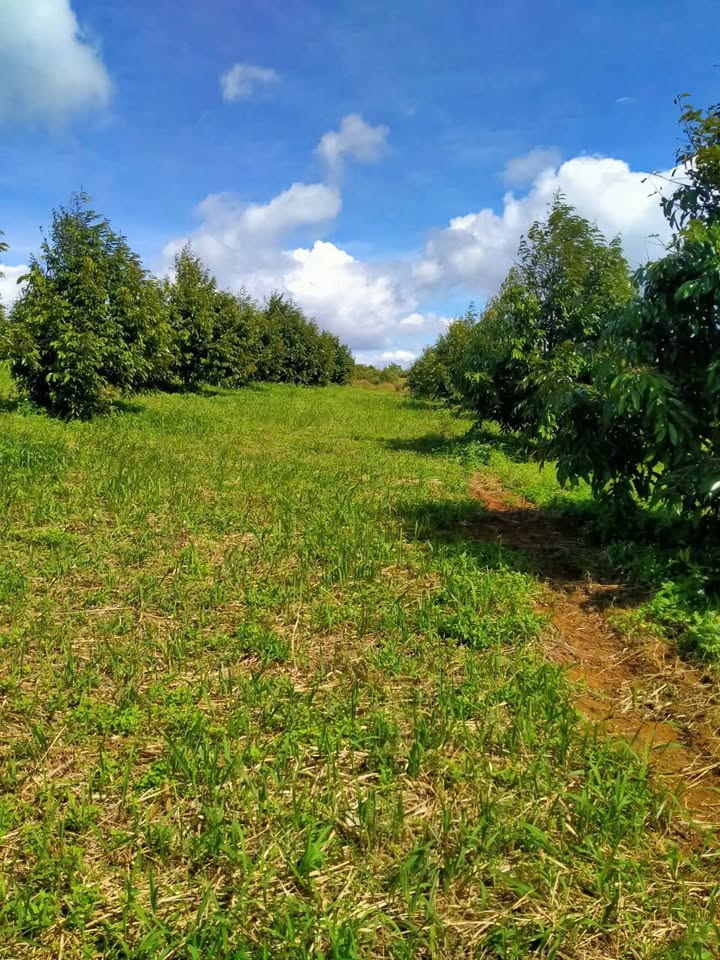 Đất Farm sầu riêng Thái 14 hecta tại Đăk Đoa, Gia Lai - Chính chủ bán gấp giá 13.3 tỷ!