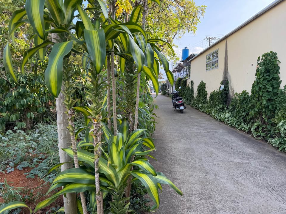 Đất hẻm thông Lộc Nga, Bảo Lộc 700m² giá 2.45 tỷ - Sổ hồng chính chủ!