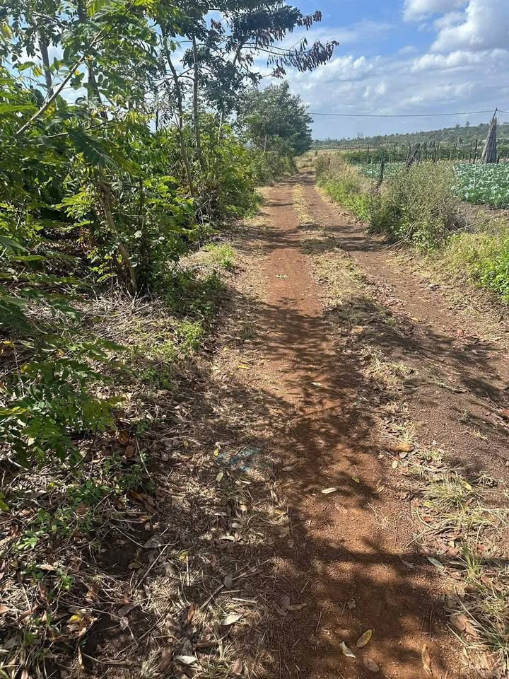 Lô rẫy 1.3ha tại Ea Nuôl, Buôn Đôn, Đắk Lắk - Cơ hội đầu tư tốt!