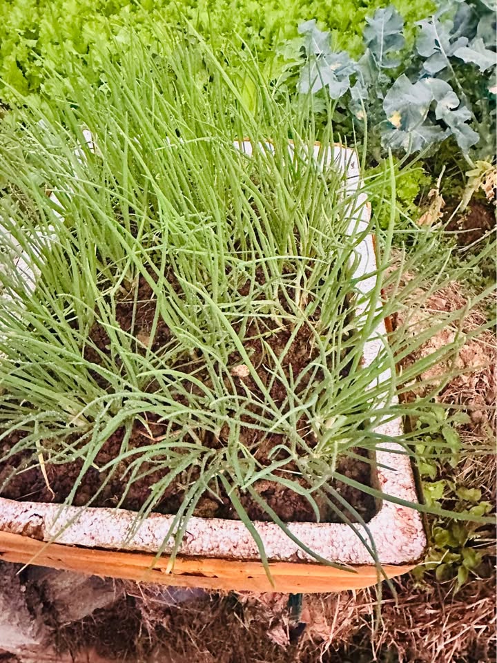 Đất thổ cư tại chợ Noong Đúc, Sơn La - 81m² giá chỉ 800 triệu!