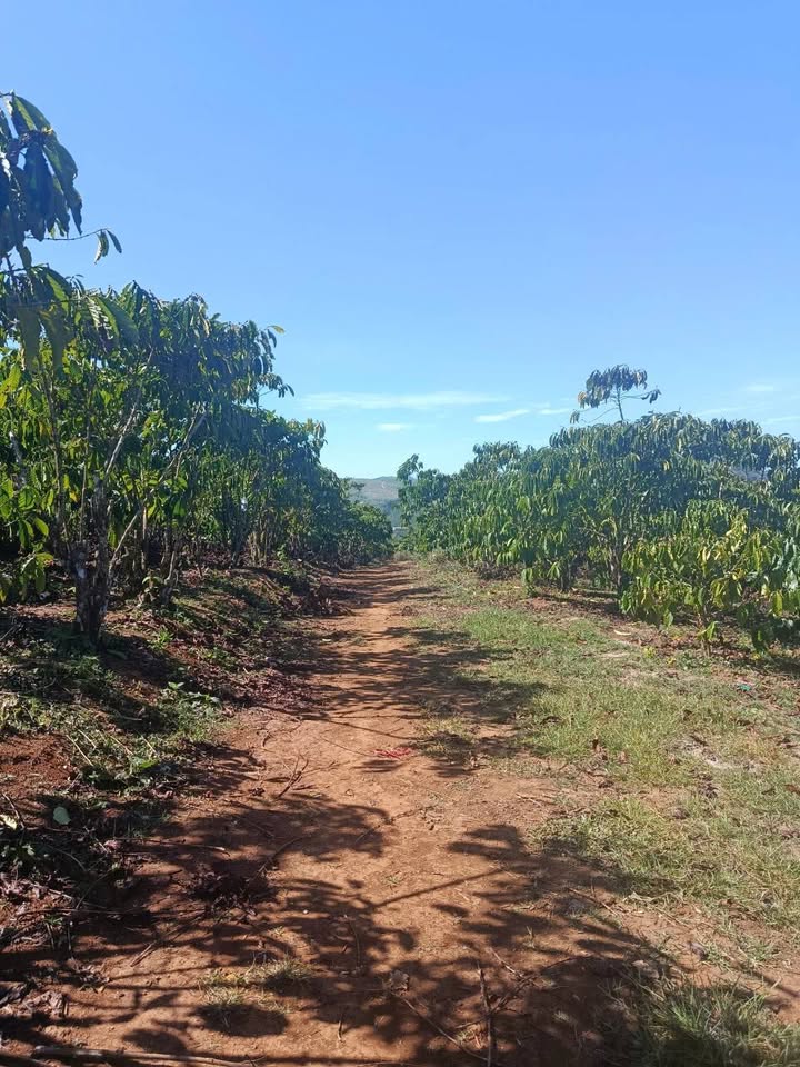 Đất thổ cư Thôn 1, Lộc Tân, Bảo Lâm, 4200m² giá 3.5 tỷ - Cơ hội đầu tư tuyệt vời!