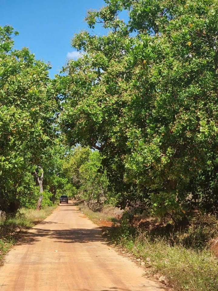Đất nông nghiệp 5.000m² tại Long Bình, Phú Riềng - Mặt tiền đường bê tông, giá chỉ 1 tỷ
