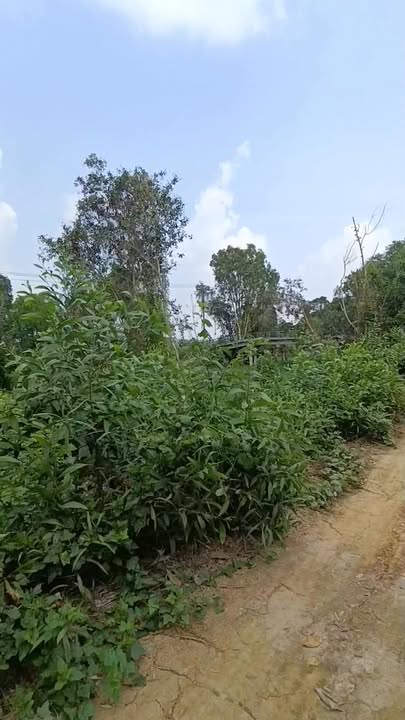 Đất Mít Đường xe tải Cai Lậy 35.000m² - Sang nhượng chính chủ giá thỏa thuận!