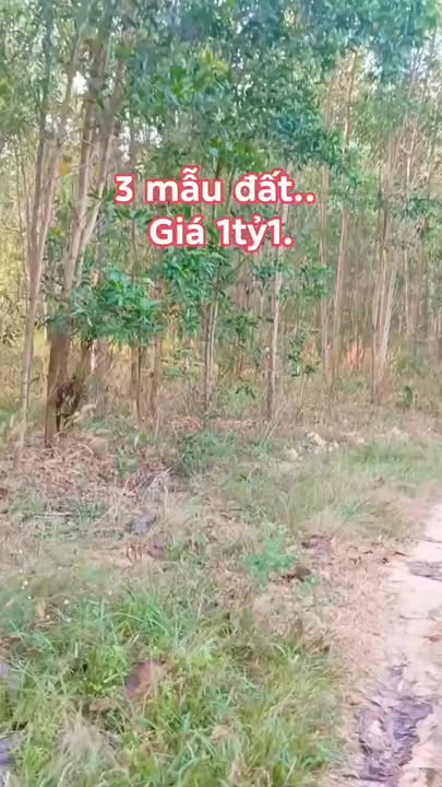 Bán đất Farm 30.000m² tại Ngọc Định, Định Quán - Giá chỉ 1.1 tỷ VND