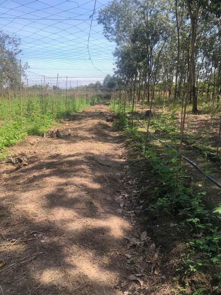 Đất nền 360m² tại xã Tân Liên, huyện Vĩnh Bảo, Hải Phòng - Giá chỉ 2xx triệu