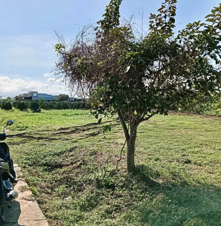 Đất vườn Hàm Hiệp 1132m² giá 750 triệu - Sổ đỏ riêng, mặt tiền đường bê tông!