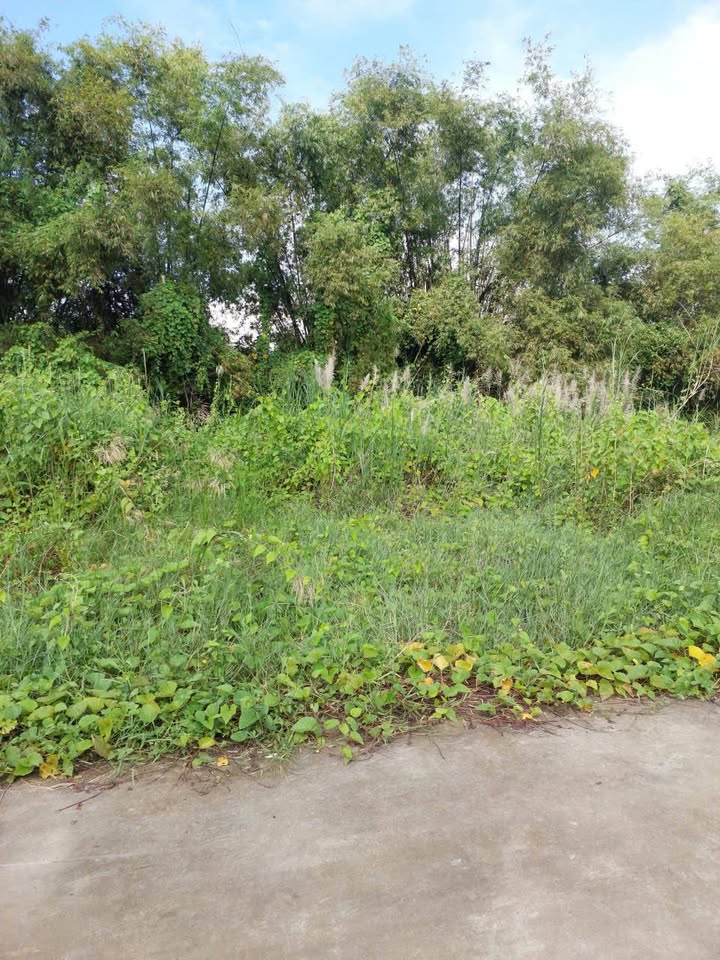 Đất nền 1 sẹc đường Hoa Khế, xã Cây Dương, 122m² giá 1.25 tỷ - Sổ đỏ chính chủ!