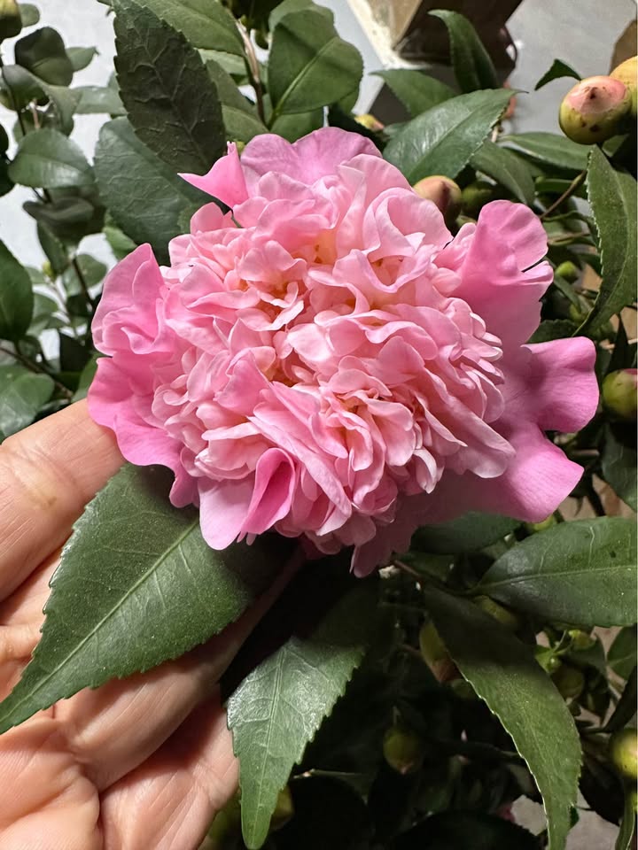 Đất mặt đường Trường Chinh, Phường Ỷ La, 150m², giá 9 tỷ - Đầu tư kinh doanh sinh lời!