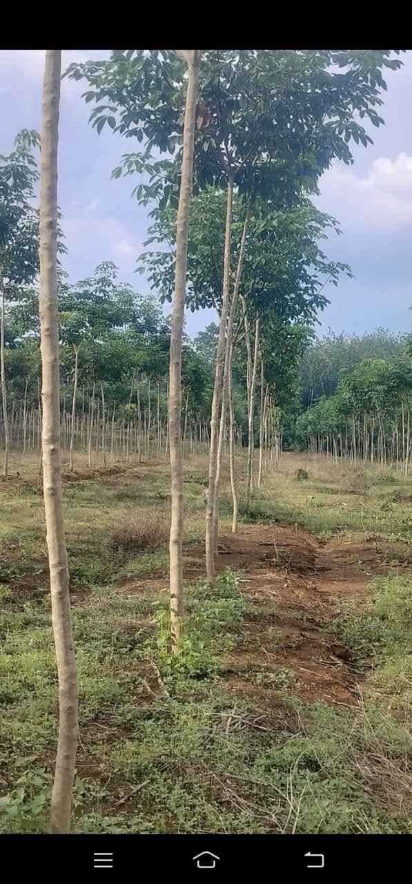 Đất Farm 2,7 ha tại Bình Thạnh giá 590 triệu - Đầu tư sinh lời nhanh!