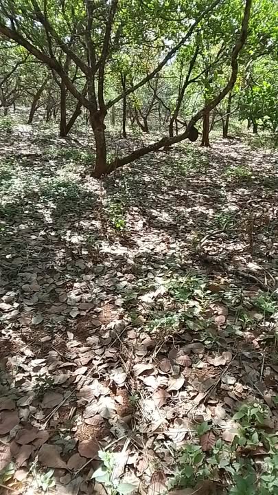 Đất nền 1ha Xã Đắk Ngo, Huyện Tuy Đức, Giá chỉ 470 triệu - Đầu tư sinh lời hấp dẫn!