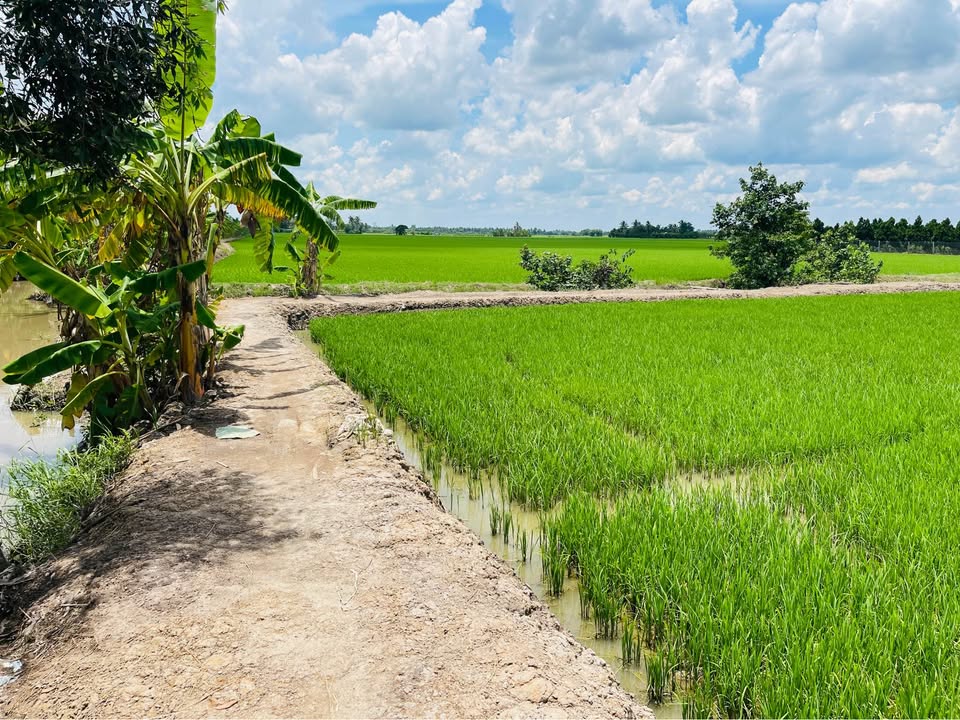 Đất nông nghiệp 1000m² tại Mỹ Lộc - Tam Bình chỉ 550 triệu - Cơ hội đầu tư hấp dẫn!