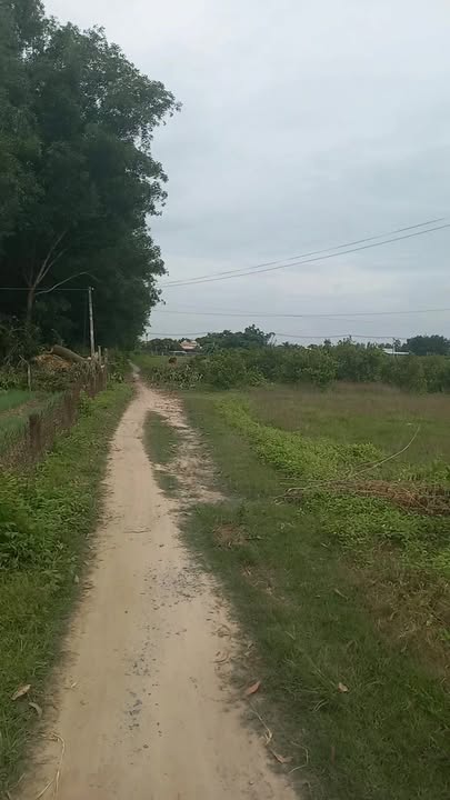 Đất vườn 918m² xã Tân Tập, Huyện Cần Giuộc - Giá chỉ 2 tỷ, tặng nhà mới xây!