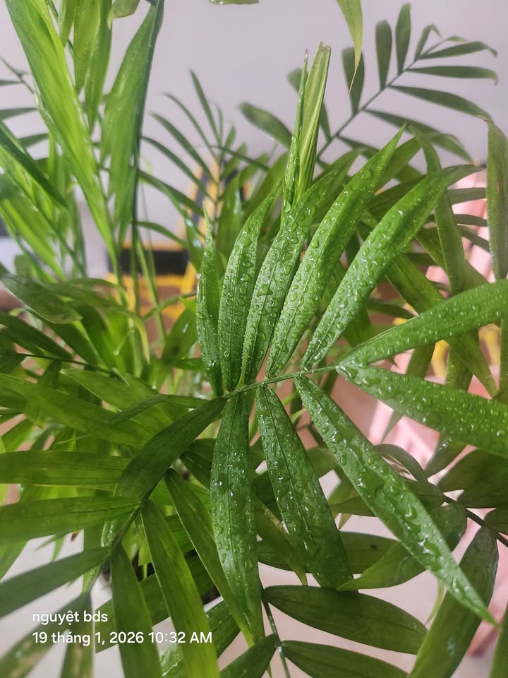 Đất nền Quốc lộ 14, Xã Nghĩa Trung, 1160m² chỉ 3 tỷ - Cơ hội đầu tư lý tưởng!