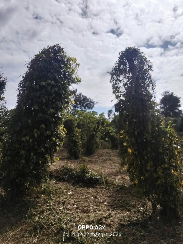 Đất Farm 3348m² tại Xã Quang Minh, Bình Phước, giá 1.6 tỷ - Đầu tư sinh lời ngay!