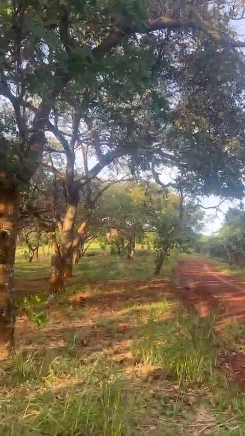 Bán vườn điều 3ha tại xã Bình Minh, Bù Đăng, giá 4 tỷ - Đường ô tô vào tận nơi!