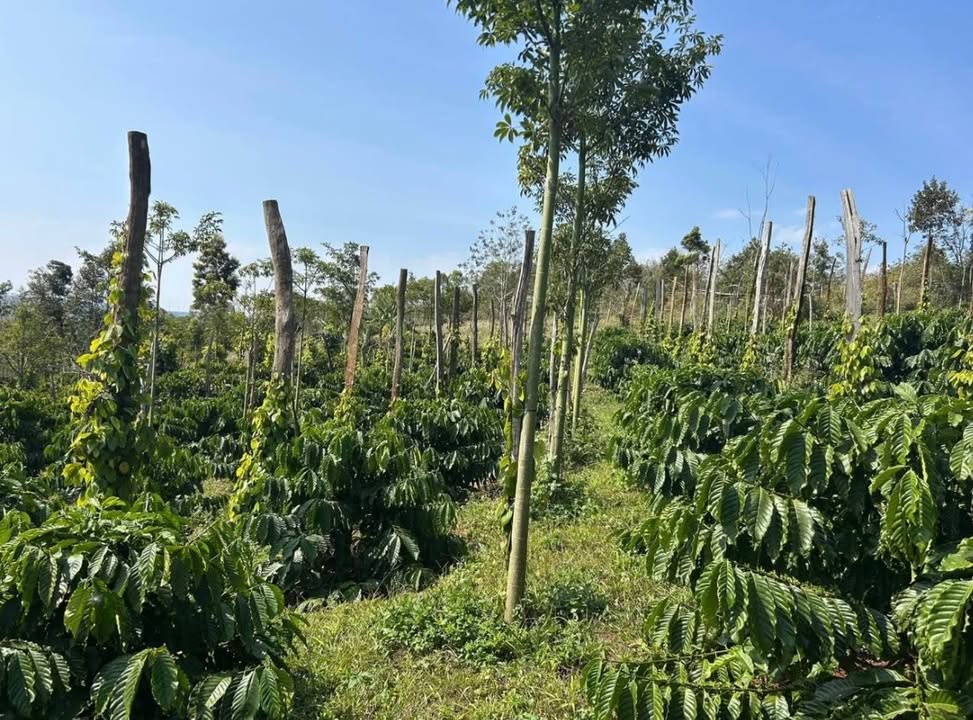Đất Farm Đức Minh Đắk Mil 2.37ha giá mềm - Đầu tư sinh lời!