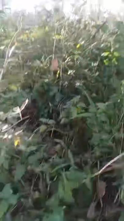 Đất Farm 3ha tại Xã Dray Sáp, Huyện Krông A Na, giá 680 triệu - Cơ hội đầu tư tuyệt vời!