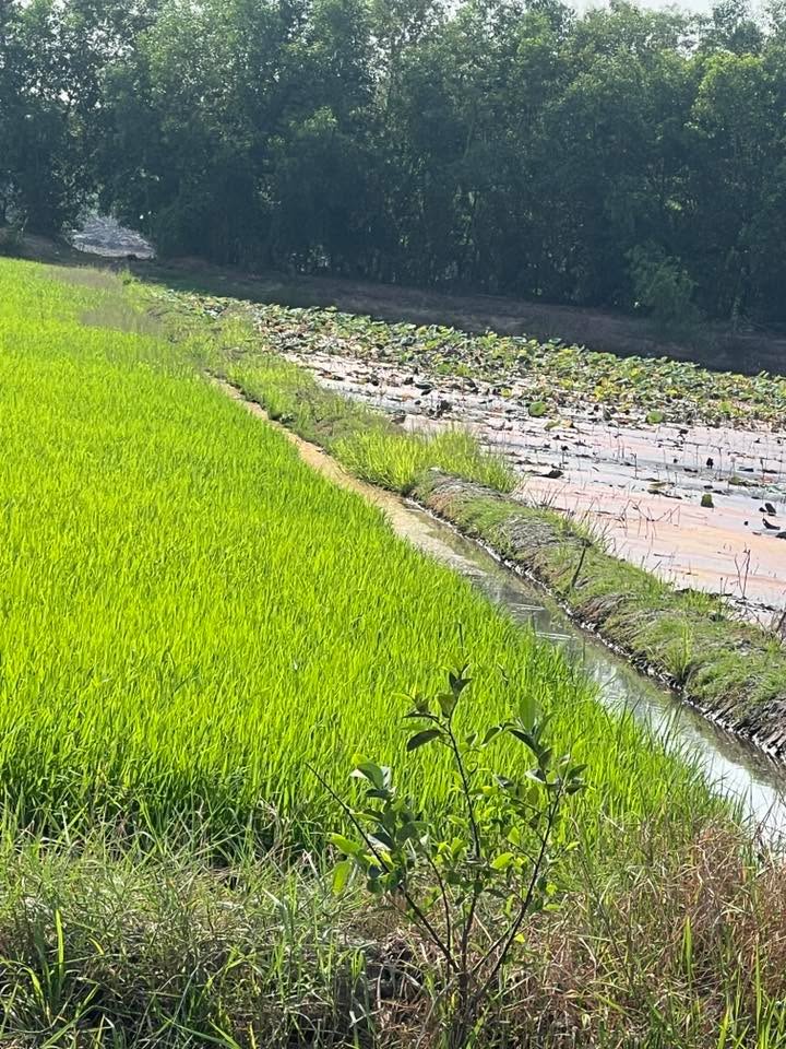 Đất nền 8,8 công tại xã Tân Hòa, huyện Tân Biên, Tây Ninh - Giá 1,232 tỷ - Đầu tư sinh lời hấp dẫn!