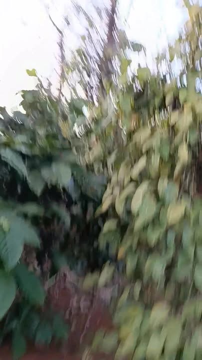 Đất nền 2880m² tại bonmerA, Xã Đắk R'Tíh, Tuy Đức - Giá chỉ 1.1 tỷ VND