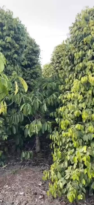 Đất nền xã Ea H'leo, Đắk Lắk 1ha giá chỉ 210 triệu - Đầu tư sinh lời ngay!