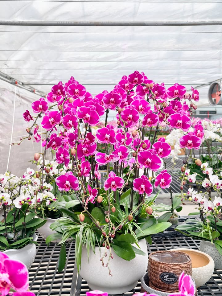 FrontHouse Mộc Sơn 250m² giá 1 tỷ - Đầu tư sinh lời ngay!