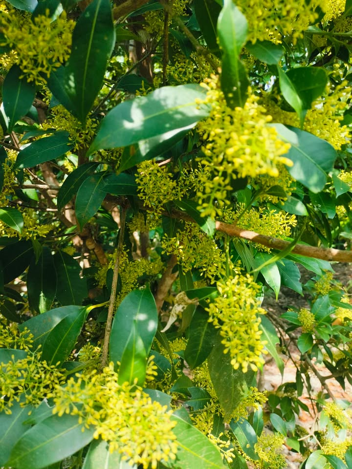 Đất mặt tiền 927C Phú Tân 5400m² giá 9 tỷ - Tiềm năng phát triển mạnh mẽ!