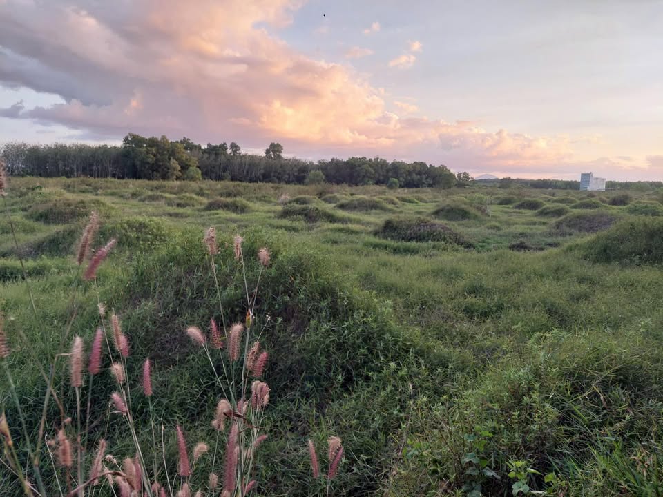 Đất nông nghiệp Tân Đông 40,000m² giá 2.8 tỷ - Đầu tư sinh lời ngay!