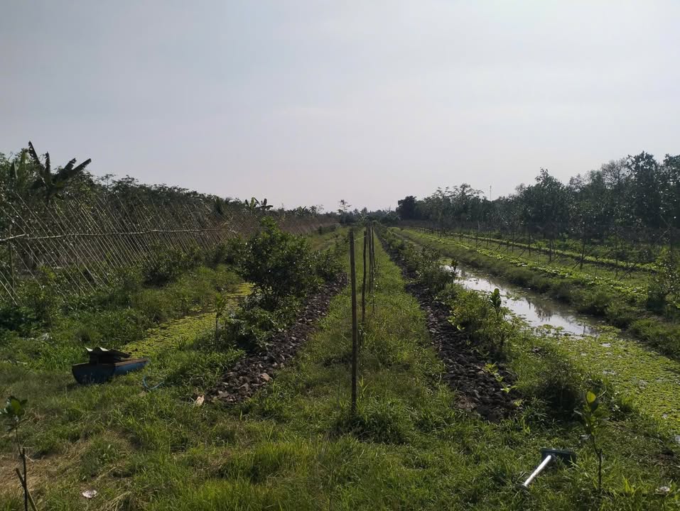 Đất nền 4000m² Xã Phú Hữu - Giá 1.8 tỷ - Mặt tiền đẹp, sổ hồng chính chủ!