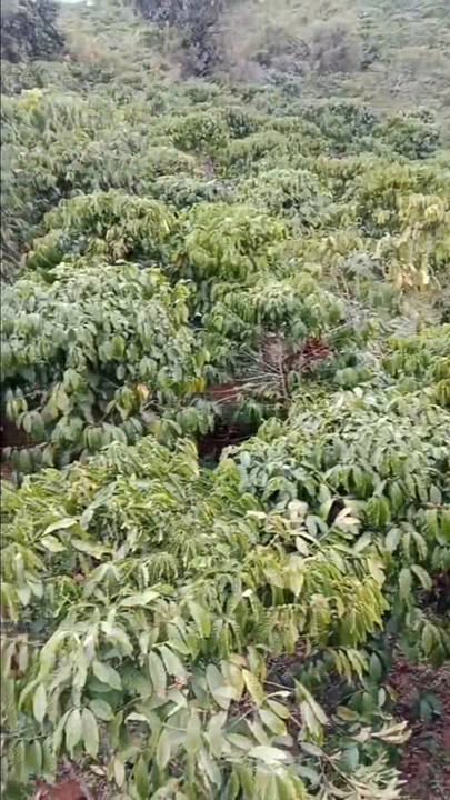 Farm đất bazan 4000m² tại Gung Ré, Di Linh giá 1,2 tỷ - Cơ hội sở hữu hiếm có!